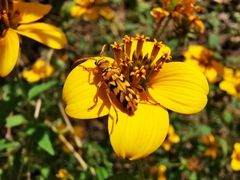 Ochraethes pollinosus