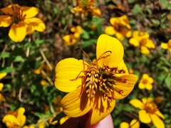 Ochraethes pollinosus