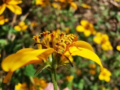 Ochraethes pollinosus