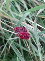 Sanguisorba officinalis