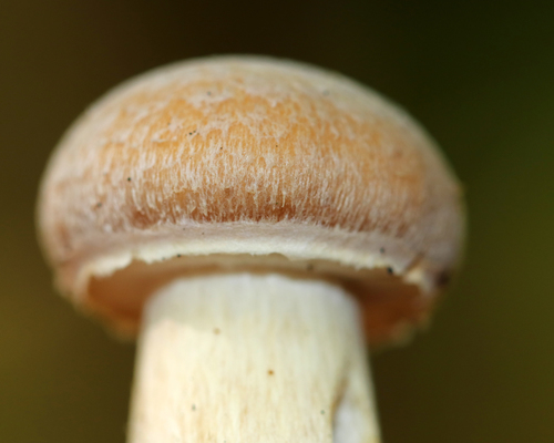 Wrinkled Cortinarius