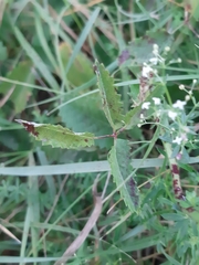 Sanguisorba officinalis