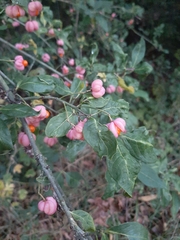 Euonymus europaeus