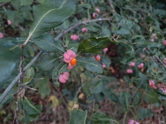 Euonymus europaeus