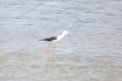 Himantopus himantopus