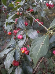 Euonymus europaeus