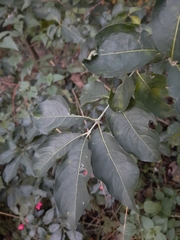 Euonymus europaeus