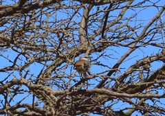 Mimus triurus