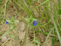 Lysimachia arvensis caerulea