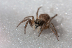 Menemerus semilimbatus