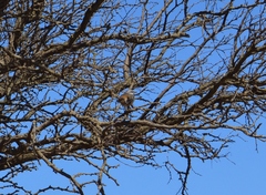 Mimus triurus