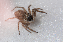 Menemerus semilimbatus