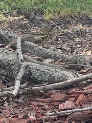Basiliscus vittatus