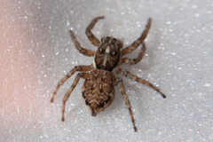 Menemerus semilimbatus