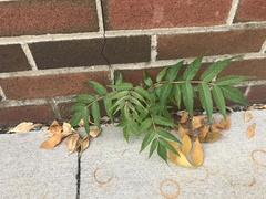 Ailanthus altissima