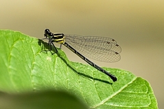 Onychargia atrocyana