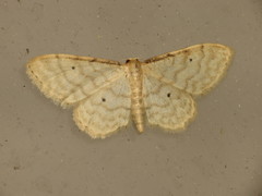 Idaea fuscovenosa