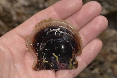 Pteriidae