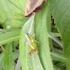 Ampelophilus truncatus