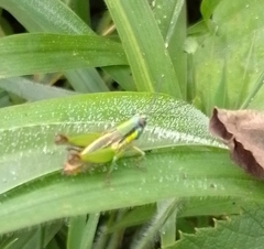 Ampelophilus truncatus