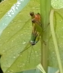 Ampelophilus truncatus