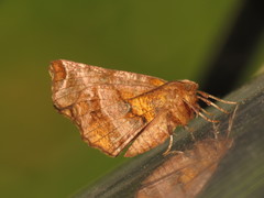 Selenia dentaria