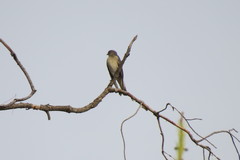 Ficedula