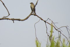 Ficedula