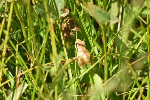 iNaturalist observation photo of Pacific chorus frog
