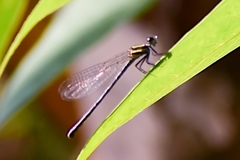 Onychargia atrocyana