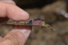 Pteriidae