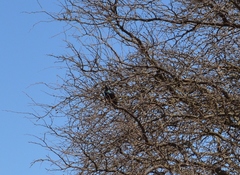 Sturnus vulgaris