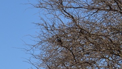 Sturnus vulgaris