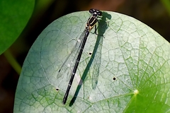Onychargia atrocyana