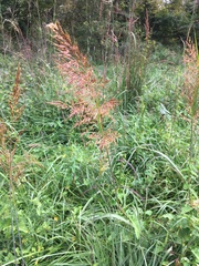 Sorghastrum