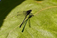 Onychargia atrocyana