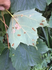 Aceria pseudoplatani