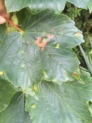 Aceria pseudoplatani