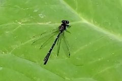 Onychargia atrocyana