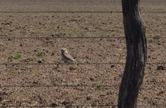 Athene cunicularia