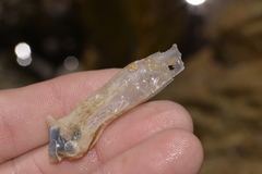 Malleus