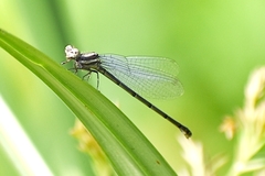 Onychargia atrocyana