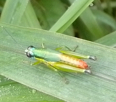 Ampelophilus truncatus
