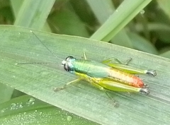 Ampelophilus truncatus