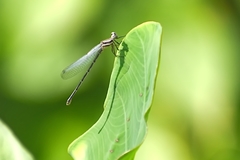 Onychargia atrocyana