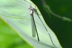 Onychargia atrocyana