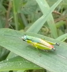 Ampelophilus truncatus