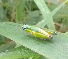 Ampelophilus truncatus