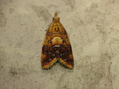 Pseudargyrotoza conwagana