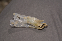 Malleus